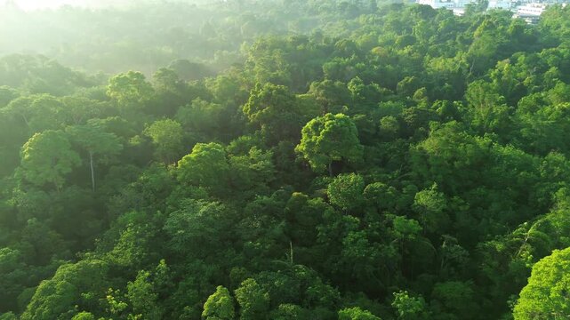 Soaring above a verdant canopy, morning light unveils a majestic, mist-kissed forest expanse