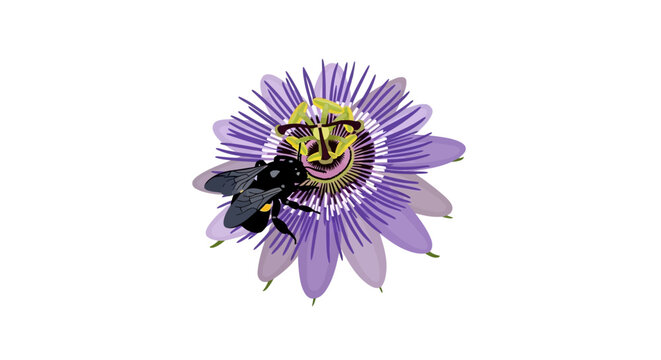 Pollinating bee on vibrant purple flower with cheerful sun face center