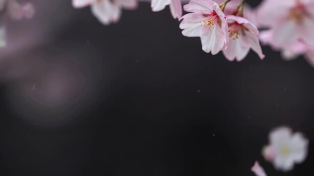 Delicate Cherry Blossom Petals Falling Against Dark Background in Slow Motion