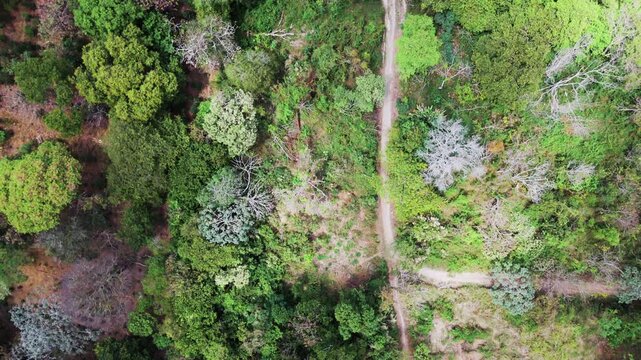 Aerial footage of Parque de los Pericos in San Salvador, El Salvador. Overhanging tropical trees create a natural canopy over the pathway.