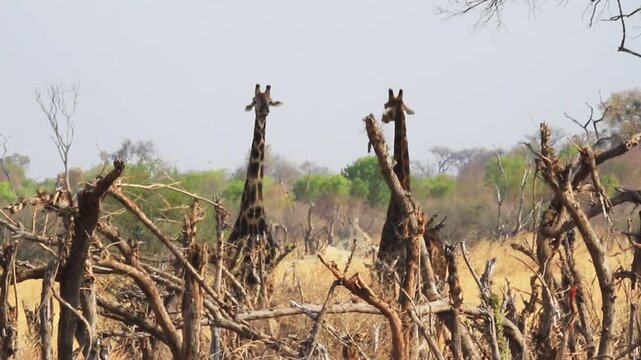 Giraffes in Chobe National Park in Botswana (Giraffa giraffa angolensis Lydekker)