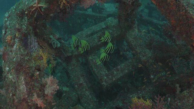 巨大漁礁のアーチに集うテングダイとソフトコーラルの幻想的な風景（富戸）