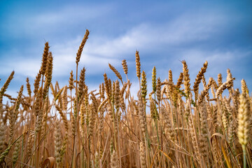 Fototapeta premium Ripe crops thriving under warm sunlight, Bountiful harvest scenes highlighted by glowing sunlight and lush crops