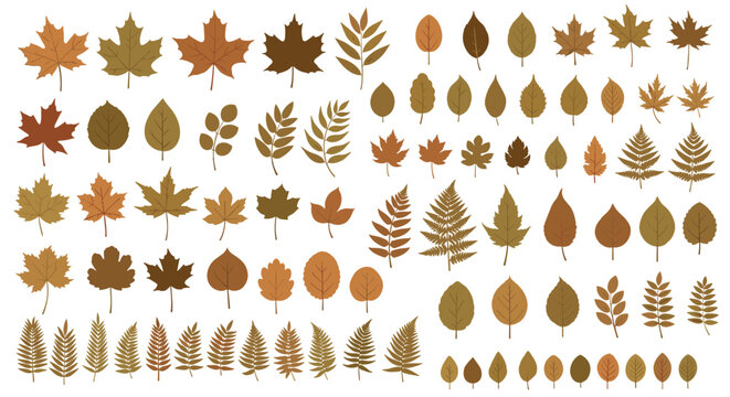 Comprehensive set of various autumn leaf species in different shades of brown and gold for seasonal design elements and nature studies.