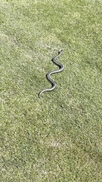 Viper snake moving through green grass in summer
