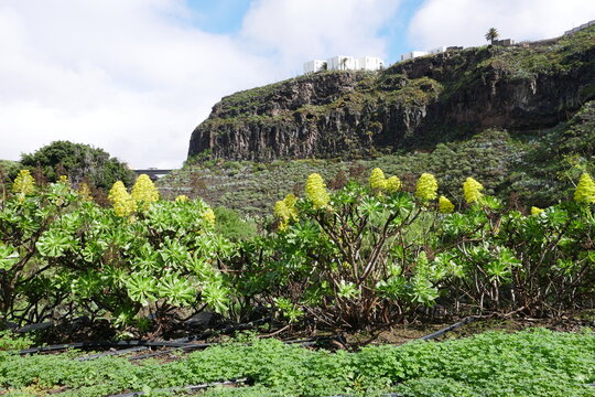 Gelb bl&uuml;hende Blume Aeonium Arboreum vor Fels in einem Tal auf Gran Canaria