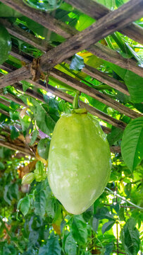 Large Unripe Green Passion Fruit Growing on a Wooden Trellis in the Garden