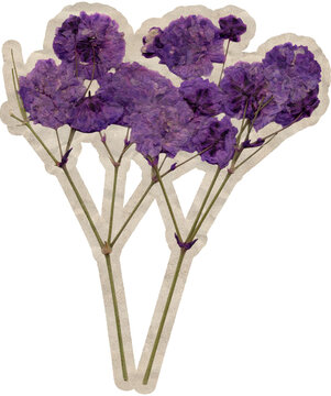 Deep Purple Statice Paper Sticker