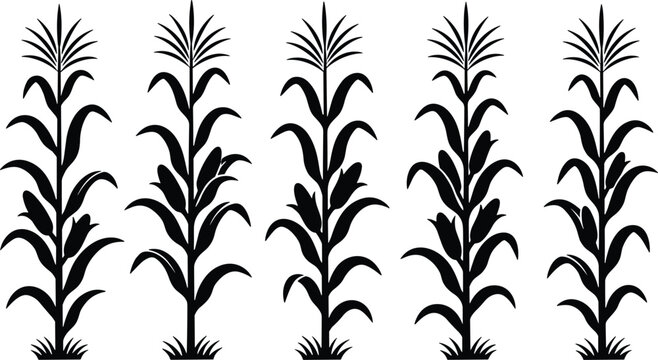 Set of black corn stalk silhouettes isolated on white background for agriculture farming and autumn harvest season design projects