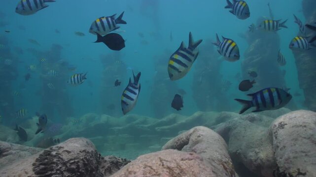 Tropical sergeant major fish and colorful parrotfish swim among submerged stone statues in a clear blue underwater coral reef.