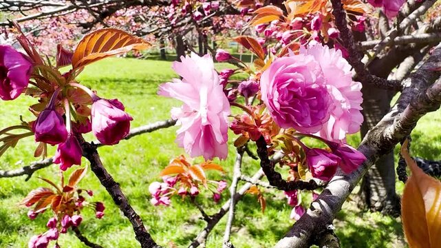 Close Up Amazing Japanese Sakura Cherry Blossom Tree in Bloom with Delicate Pink Flowers on Branches in Sunny Spring Garden, Natural Light, Peaceful Scenic Nature Background 4K Video
