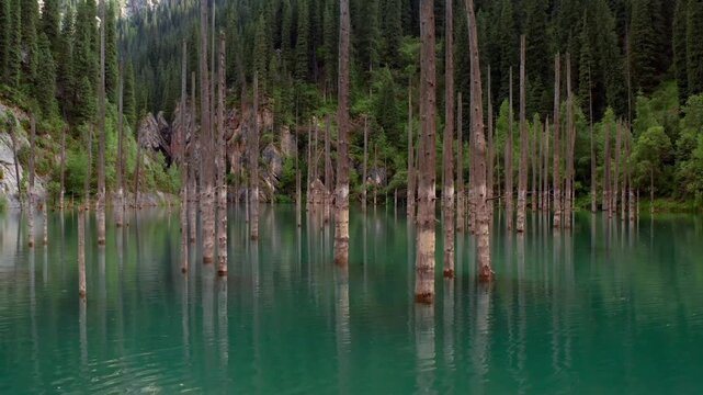 Drone flying left across Kaindy lake surface, lateral motion over turquoise glacial water with submerged spruce trunks in Kazakhstan, surreal sunken forest landscape in mountain national park