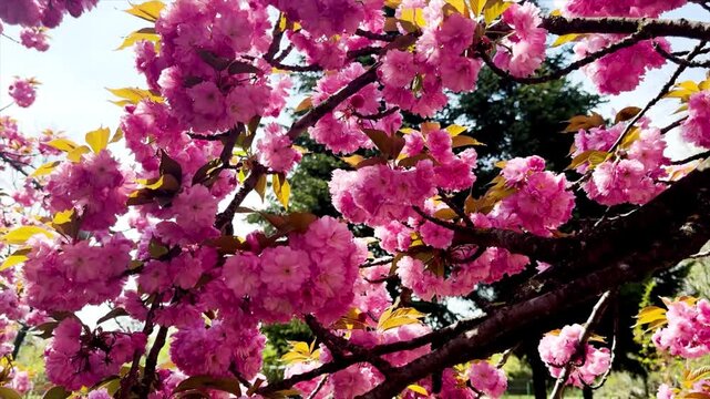 Beautiful Spring Sakura Cherry Blossom Tree in Full Bloom with Soft Pink Flowers on Branches, Natural Sunlight and Peaceful Garden Atmosphere, Cinematic 4K Nature Video