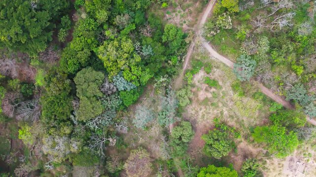Aerial footage of Parque de los Pericos in San Salvador, El Salvador. Overhanging tropical trees create a natural canopy over the pathway.