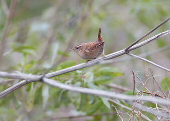 Eurasian Wren (Troglodytes troglodytes) in a characteristic pose with a cocked tail, perched on a slanted branch. © VOLODYMYR KUCHERENKO