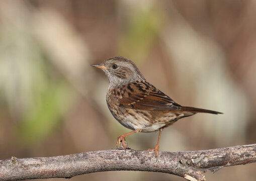 Dunnock (Prunella modularis) captured in a detailed profile view against a smooth blurred background.