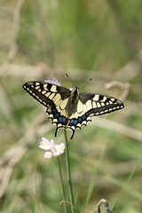 Fototapeta premium Old World swallowtail, Papilio machaon, Mediterranean area, Spain