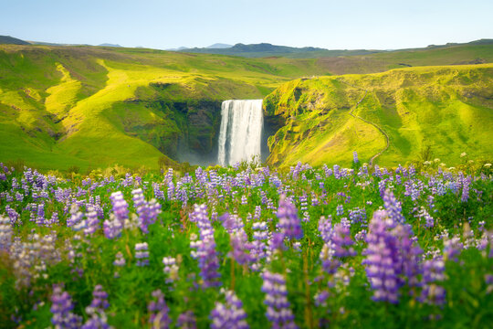 Skogafoss waterfall flower blooming purple lupine flower in Iceland