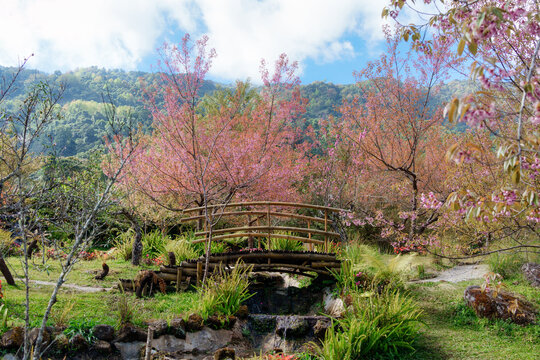 Rustic bamboo bridge over stream and blooming Wild Himalayan Cherry tree and mountain view