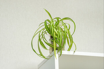 Green plant cascades gracefully over white shelf © sablinstanislav