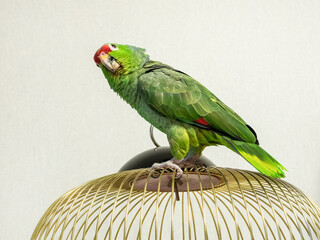 Big green Amazon parrot perches atop golden cage © sablinstanislav