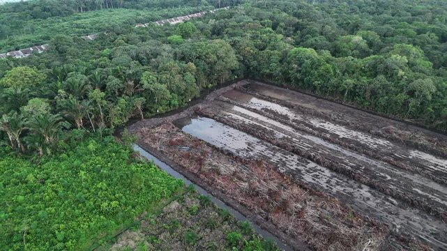 An aerial view showing the clearing of rainforest and the preparation of muddy land for oil palm plantations near the tropical forest.