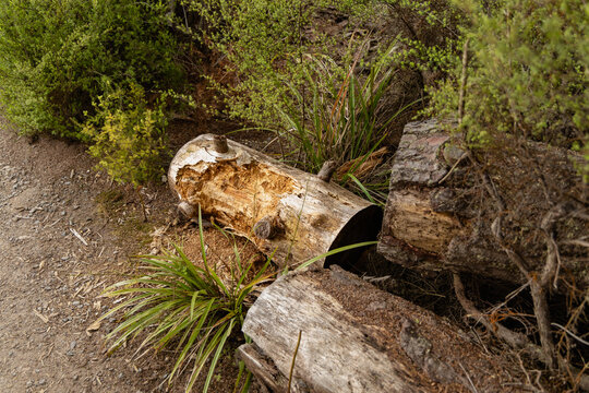 Weathered Fallen Logs Beside Forest Footpath
