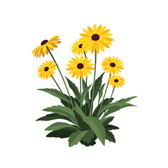 Naklejka premium Yellow black-eyed susan flowers vector illustration on white