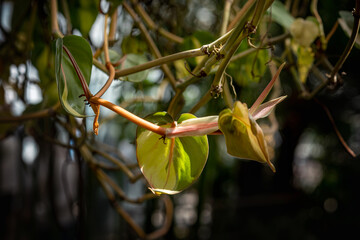 Philodendron micans Tropical climbing plant with heart shaped leaves in warm sunlight, botanical detail. flower exhibition Flora Olomouc, Czech Republic - April 25, 2026 © Professional Art