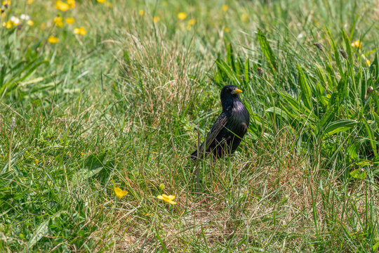 the common starling or european starling stumus vulgaris also known as the starling  amongst buttercups