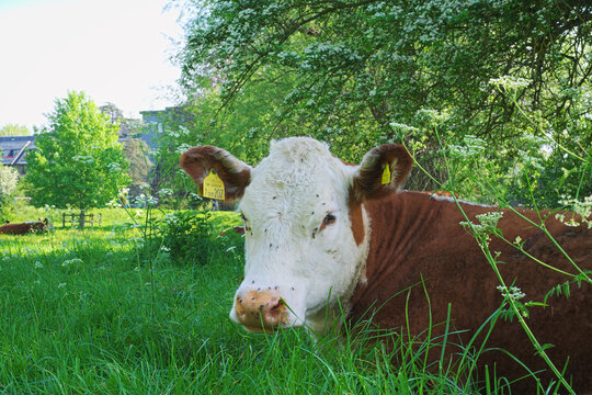 Hereford Cow staring into camera with flies on its face