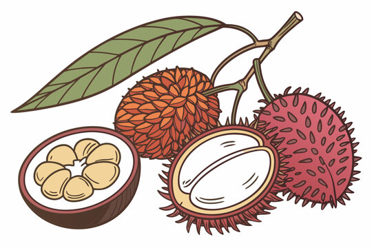 Detailed hand drawn vector illustration showing fresh exotic lychee and rambutan fruits with green leaves for your organic design projects