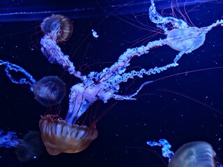 jellyfish in the water © Sirithida