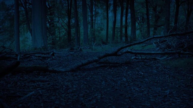 Path Through Dark Woods With Fallen Tree