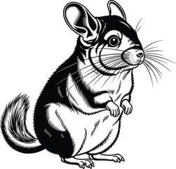 Chinchilla Standing Upright Black and White Illustration © Muhammad