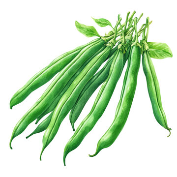 Green Beans, vibrant painting vector in watercolor style with playful brushwork and lively colors, isolated on a white background.