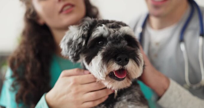 Veterinarian nurse examining schnauzer dog at clinic. Team conducts routine checkup and exam, assesses symptoms, explains treatment, and guides pet health. Trusted veterinary care for pets.