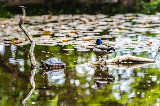 Wasserschildkr&ouml;ten in einem K&ouml;lner Weiher