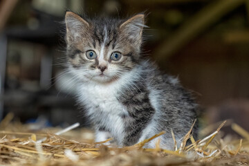 Portrait of a kitten © Robert
