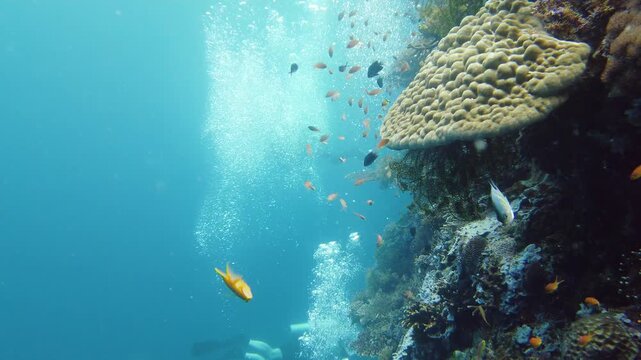 Coral reef underwater with tropical fish. Hard and soft corals, underwater landscape. Travel vacation concept. Leyte, Philippines.