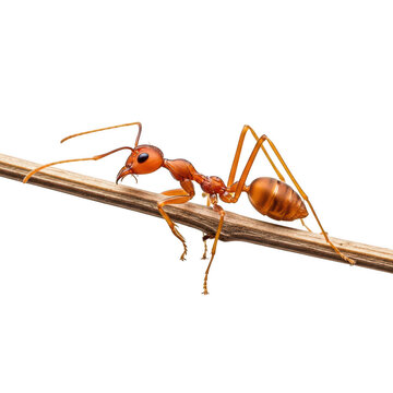 Weaver ant walking along a thin twig isolated on a transparent background
