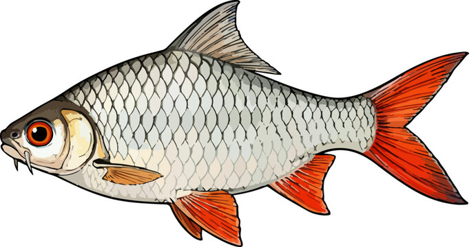 Barbonymus gonionotus illustration art