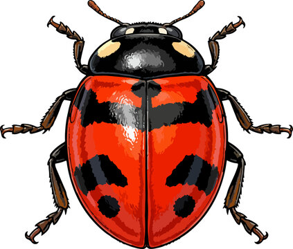 Coccinella transversalis illustration art