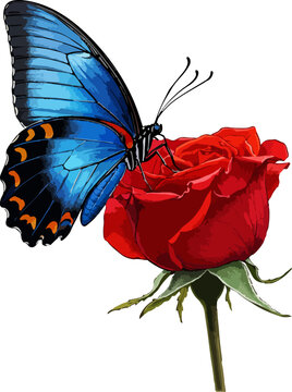 Papilio ulysses illustration art