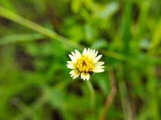 Fototapeta premium Tiny white wildflower blooming with blurred green background