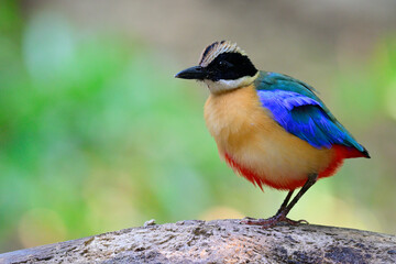 Fototapeta premium blue-winged pitta making its fluffy feathers while perchin on clean timber