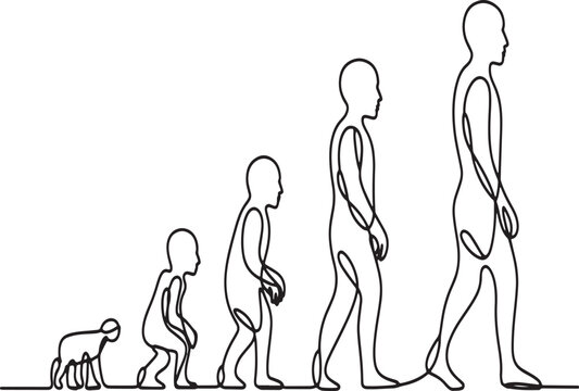Human evolution from ape to adult line drawing illustration