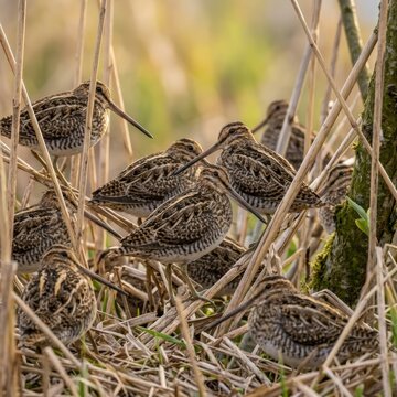 Group of snipe birds in reeds