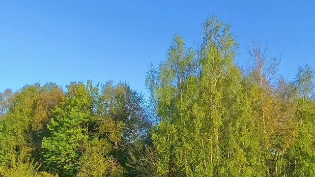 Mondaufgang &uuml;ber fr&uuml;hlingshaften Baumkronen beim &Uuml;bergang von Tag zu Nacht (Blaue Stunde)