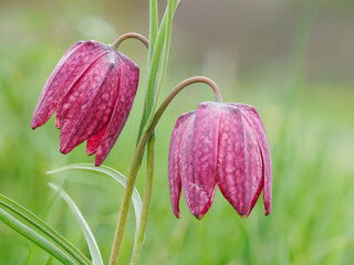Zwei Blüten der Schachbrettblume auf grüner Wiese © Elke